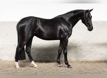 KWPN, Stallion, 4 years, 16.1 hh
