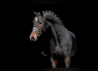 KWPN, Stallion, 4 years, 16,1 hh, Smoky-Black