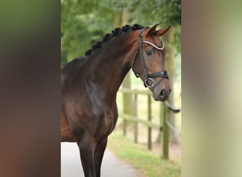 KWPN, Stallion, 4 years, 16,2 hh, Brown