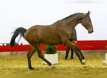 KWPN, Stallion, 4 years, 16,2 hh, Brown