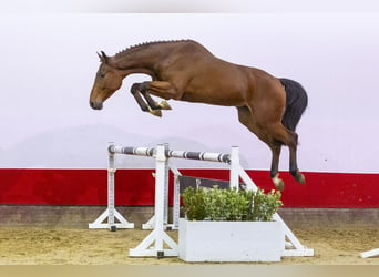 KWPN, Stallion, 4 years, 16,2 hh, Brown