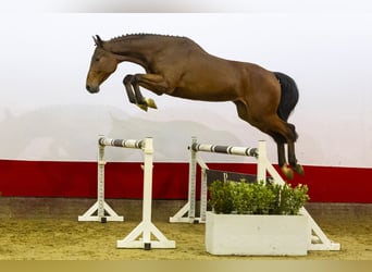 KWPN, Stallion, 4 years, 16,2 hh, Brown