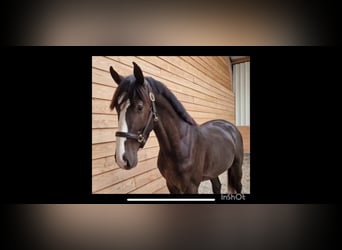 KWPN, Stallion, 4 years, 16.2 hh, Buckskin