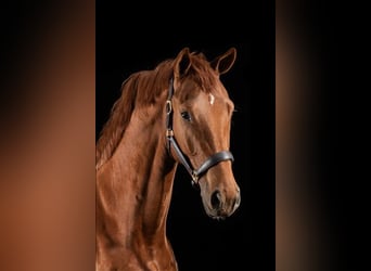 KWPN, Stallion, 4 years, 16.2 hh, Chestnut-Red