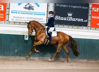 KWPN, Stallion, 4 years, 16.2 hh, Chestnut-Red