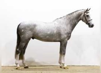 KWPN, Stallion, 4 years, 16,2 hh, Gray