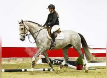 KWPN, Stallion, 4 years, 16,2 hh, Gray