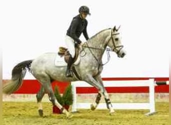 KWPN, Stallion, 4 years, 16,2 hh, Gray