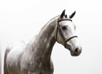 KWPN, Stallion, 4 years, 16,2 hh, Gray