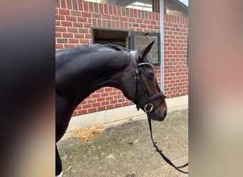 KWPN, Stallion, 4 years, 16,3 hh, Bay-Dark