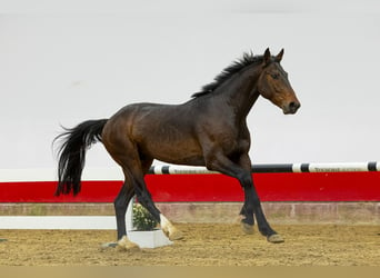 KWPN, Stallion, 4 years, 16 hh, Brown