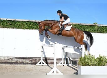 KWPN, Stallion, 4 years, 16 hh, Brown