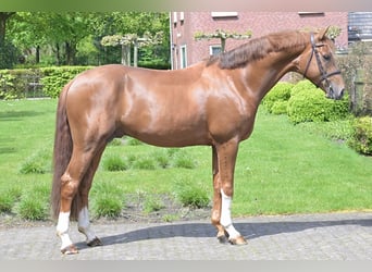 KWPN, Stallion, 4 years, 16 hh, Chestnut