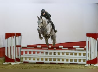 KWPN, Stallion, 4 years, 16 hh, Gray