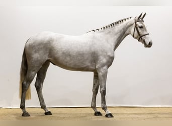 KWPN, Stallion, 4 years, 16 hh, Gray