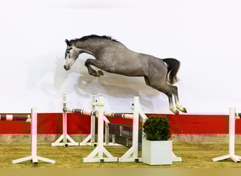 KWPN, Stallion, 4 years, 16 hh