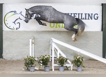 KWPN, Stallion, 4 years, 16 hh