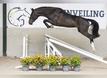 KWPN, Stallion, 4 years, 16,1 hh