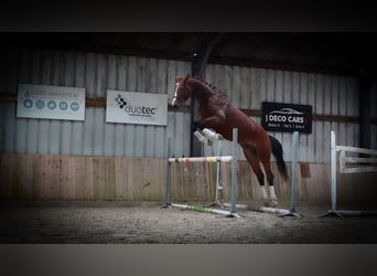 KWPN, Stallion, 4 years, 17 hh, Bay