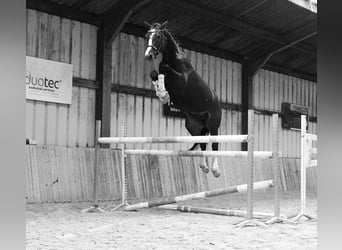 KWPN, Stallion, 4 years, 17 hh, Bay