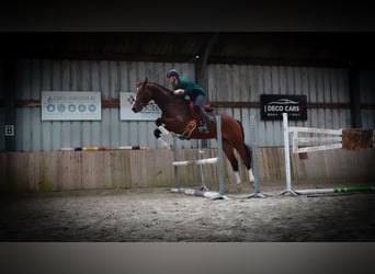 KWPN, Stallion, 4 years, 17 hh, Bay