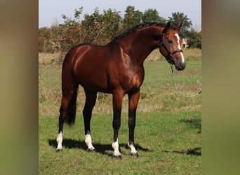 KWPN, Stallion, 4 years, 17 hh, Bay