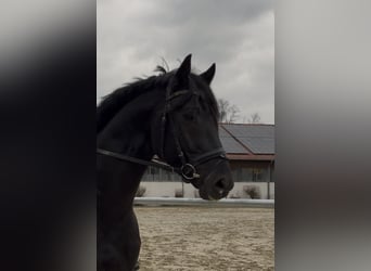 KWPN, Stallion, 4 years, 17 hh, Black