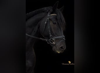 KWPN, Stallion, 4 years, 17 hh, Black