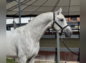 KWPN, Stallion, 4 years, 17 hh, Grey