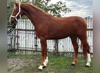 KWPN, Stallion, 4 years, 17,1 hh, Chestnut