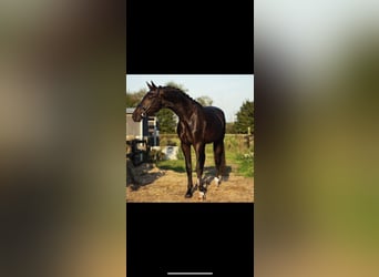 KWPN, Stallion, 4 years, 17,2 hh, Smoky-Black