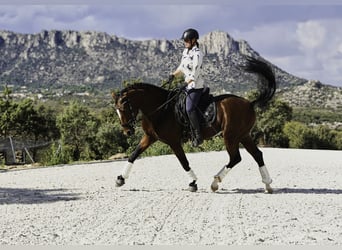 KWPN Mix, Stallion, 5 years, 16.1 hh, Brown-Light