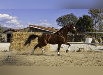 KWPN Mix, Stallion, 5 years, 16.1 hh, Brown-Light