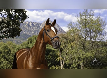 KWPN Mix, Stallion, 5 years, 16.1 hh, Brown-Light