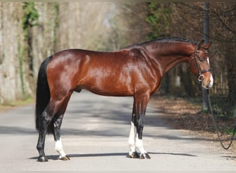KWPN, Stallion, 5 years, 16.1 hh, Brown