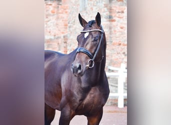 KWPN, Stallion, 5 years, 16,1 hh, Smoky-Black