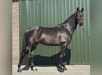 KWPN, Stallion, 5 years, 16.2 hh, Bay-Dark