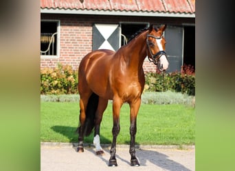 KWPN, Stallion, 5 years, 16,2 hh, Brown