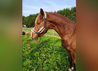 KWPN, Stallion, 5 years, 16,2 hh, Chestnut-Red