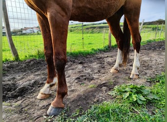 KWPN, Stallion, 5 years, 16,2 hh, Chestnut-Red