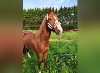 KWPN, Stallion, 5 years, 16,2 hh, Chestnut-Red