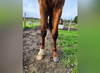 KWPN, Stallion, 5 years, 16,2 hh, Chestnut-Red