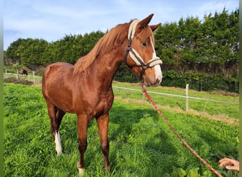 KWPN, Stallion, 5 years, 16,2 hh, Chestnut-Red