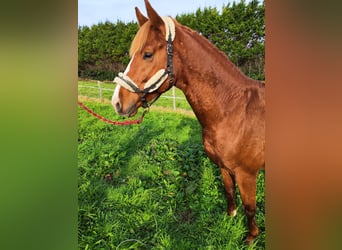 KWPN, Stallion, 5 years, 16,2 hh, Chestnut-Red