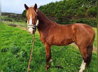 KWPN, Stallion, 5 years, 16,2 hh, Chestnut-Red