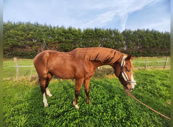 KWPN, Stallion, 5 years, 16,2 hh, Chestnut-Red