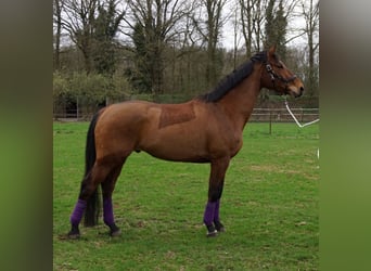 KWPN, Stallion, 5 years, 16.3 hh, Brown-Light