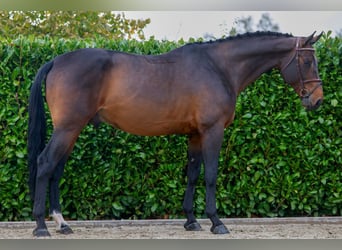 KWPN, Stallion, 5 years, 16,3 hh, Brown