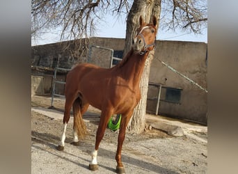 KWPN, Stallion, 5 years, 16.3 hh, Chestnut-Red
