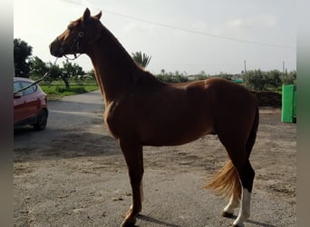 KWPN, Stallion, 5 years, 16.3 hh, Chestnut-Red